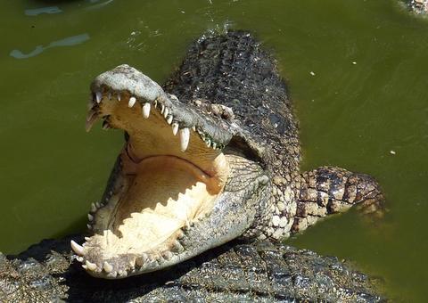 Garoto de 15 anos morre após ser arrastado por crocodilo para dentro de rio
