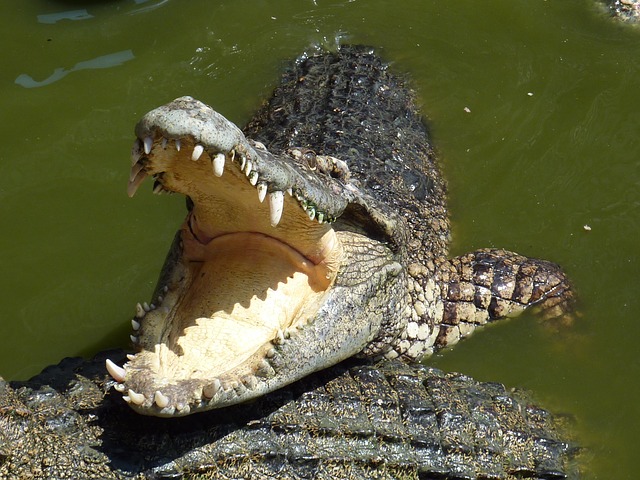 Garoto de 15 anos morre após ser arrastado por crocodilo para dentro de rio