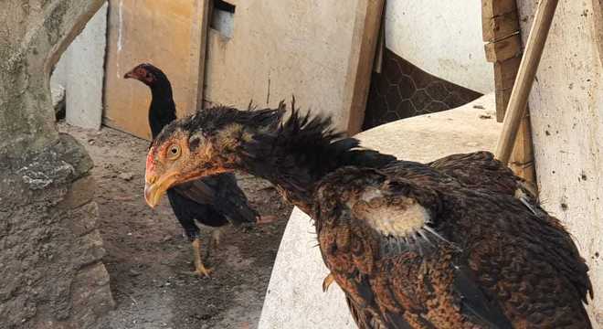 Polícia fecha 'rinha de galos' e apreende mais de 40 aves com sinais de maus-tratos