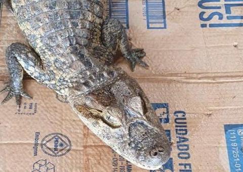 Polícia resgata jacaré que era criado ilegalmente em casa 