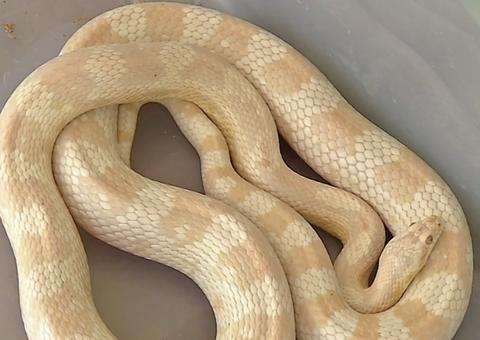 Após tentar estuprar cliente, tatuador é preso com armas e cobras escondidos em estúdio