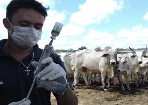 Amazonas terá 260 mil doses da vacina contra febre aftosa na segunda fase da campanha