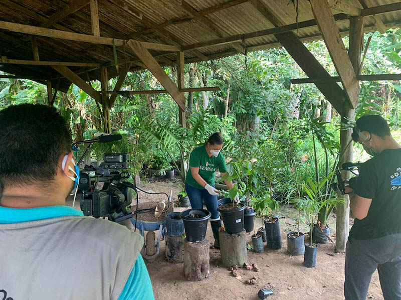 Videoaula ensina a plantar frutíferas em vaso nesta sexta-feira, confira