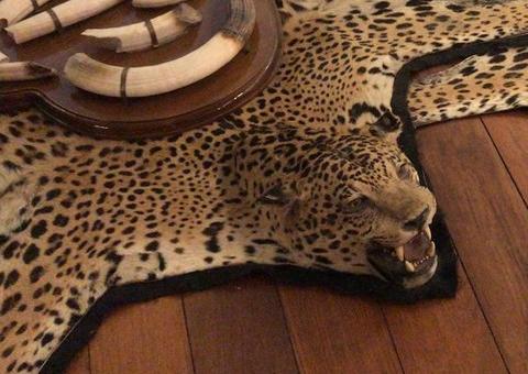 Tapetes de onça e cobras são encontrados em apartamento de luxo durante operação da PF 