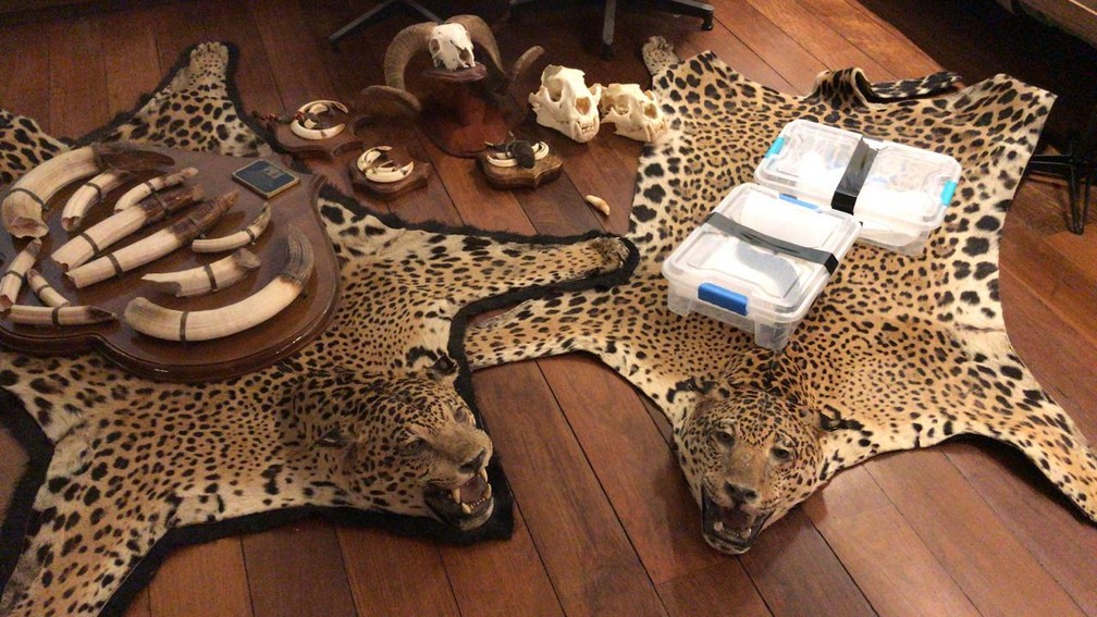 Tapetes de onça e cobras são encontrados em apartamento de luxo durante operação da PF 