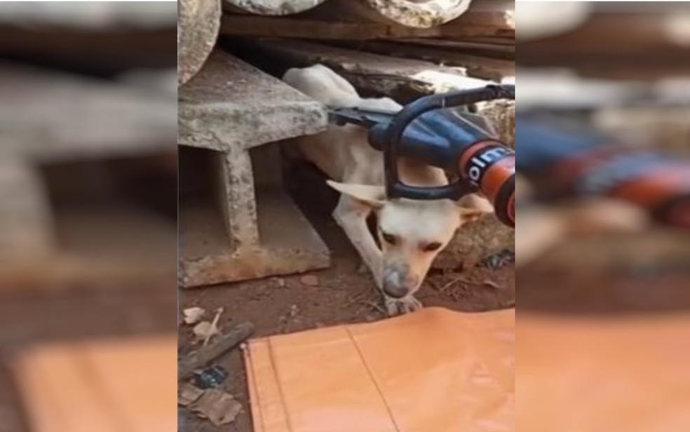 Cachorro é resgatado após ficar preso entre postes de concreto