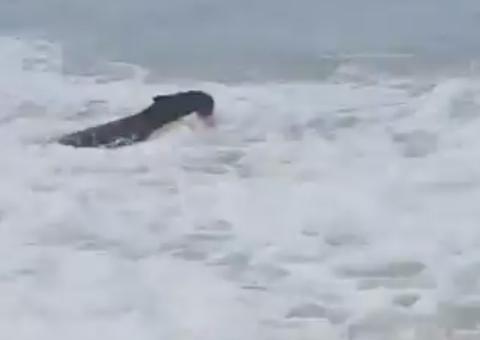 Capivara é flagrada curtindo banho de mar em praia no Leblon