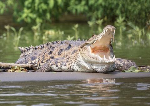 Pai salva filha da mandíbula de crocodilo gigante