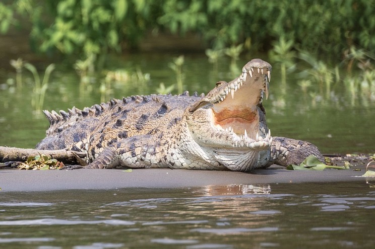 Pai salva filha da mandíbula de crocodilo gigante