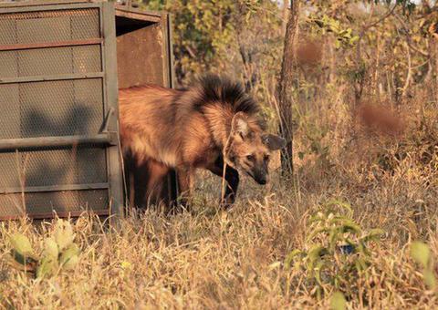 Escolhido para cédula de R$ 200, lobo-guará sofre ameaça de extinção