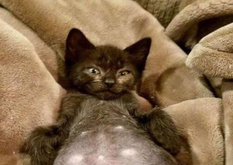 Gato é encontrado com barriga enorme e diagnóstico surpreende; veja