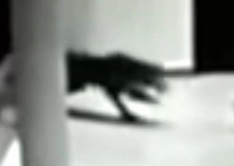 Cidade entra em pânico após fera devorar animais de rua