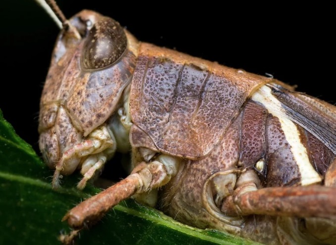 Empresa oferece carne e chocolate de gafanhoto