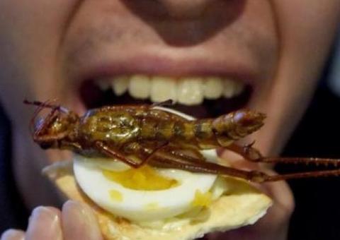 Empresa oferece carne e chocolate de gafanhoto