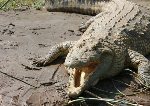 Chocante: Criança é devorada por crocodilo e fotos são divulgadas