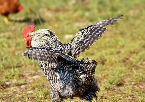 Grupo é preso por envolvimento com 'rinha de galo' e mais de 40 aves são resgatadas