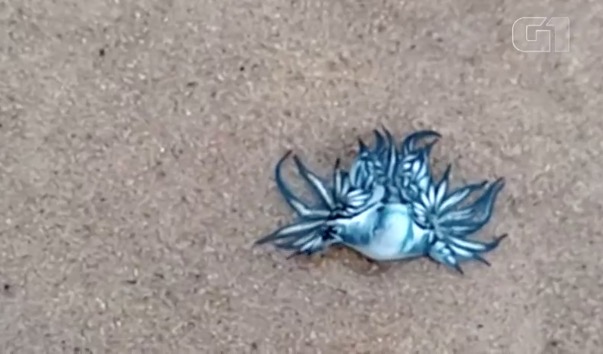 Dragão azul raro é encontrado em praia no Brasil