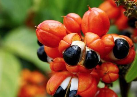 Estudo indica que fruto do guaraná tem potencial para controlar diabete tipo 2