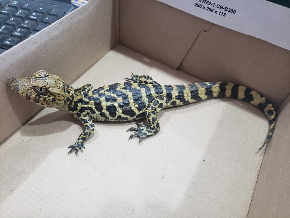 Garoto pede remédio para 'bichinho' de estimação e gerente de pet shop leva susto ao ver o animal 