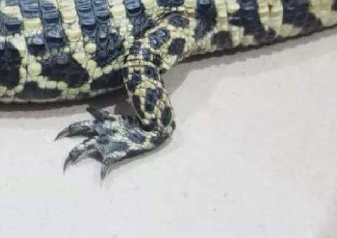 Garoto pede remédio para 'bichinho' de estimação e gerente de pet shop leva susto ao ver o animal 