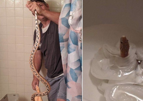 Mulher encontra cobra no banheiro e toma atitude inesperada