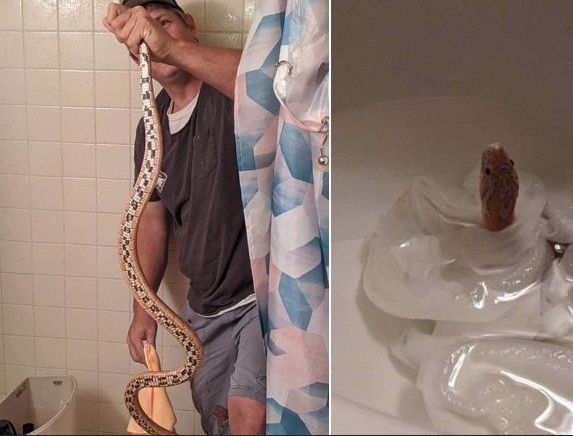 Mulher encontra cobra no banheiro e toma atitude inesperada