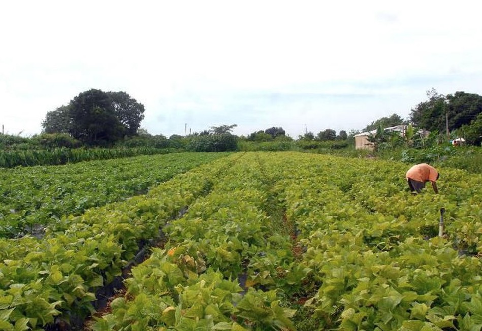 Senado aprova auxílio financeiro para agricultores familiares