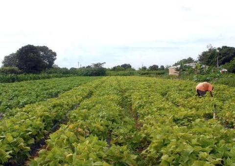 Senado aprova auxílio financeiro para agricultores familiares