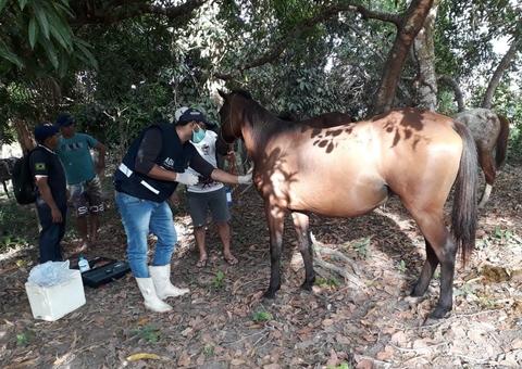 Cavalos são sacrificados por conta de doença infectocontagiosa no Amazonas