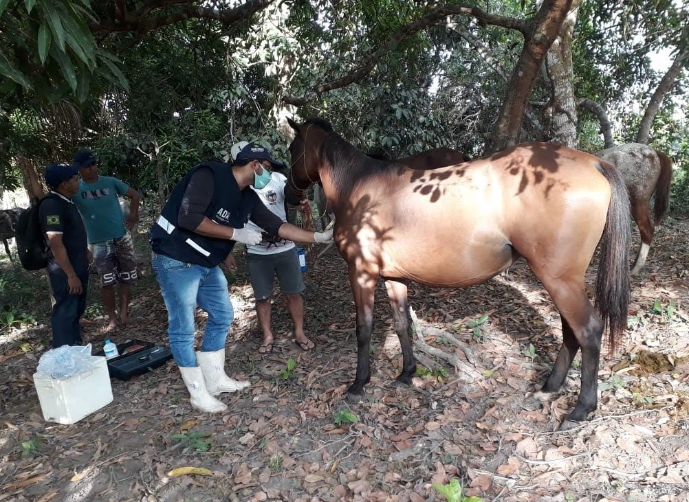 Cavalos são sacrificados por conta de doença infectocontagiosa no Amazonas