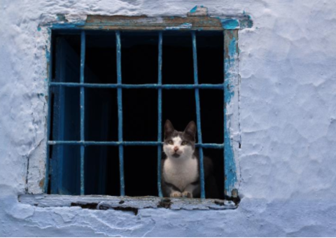 Gato é flagrado e tem atitude surpreendente após entrar com drogas e chips em presídio