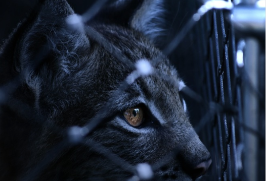 Gato é flagrado e tem atitude surpreendente após entrar com drogas e chips em presídio