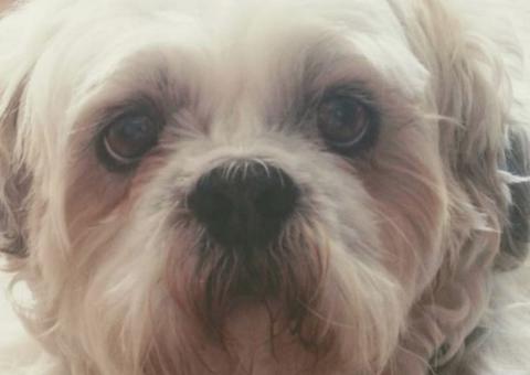 Cachorro entra na Justiça após ter mandíbula quebrada em pet shop