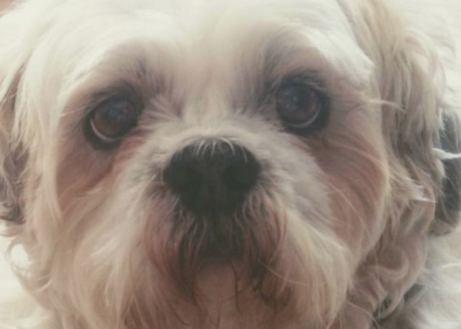 Cachorro entra na Justiça após ter mandíbula quebrada em pet shop