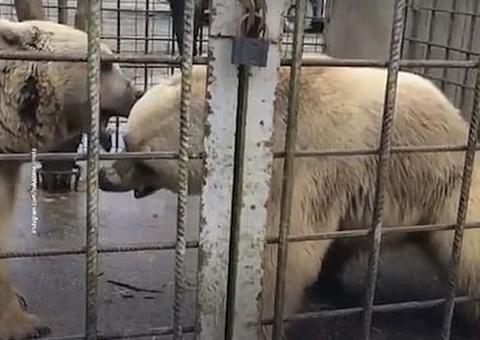 Garoto de 11 anos é morto por ursos em resort 