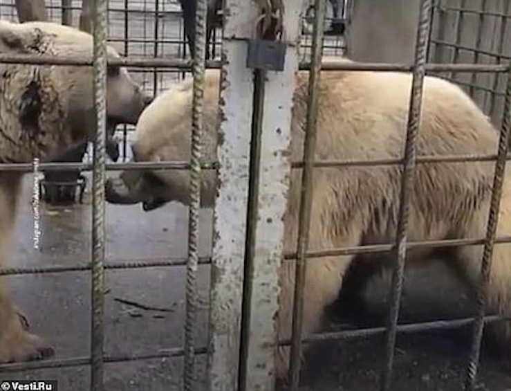 Garoto de 11 anos é morto por ursos em resort 