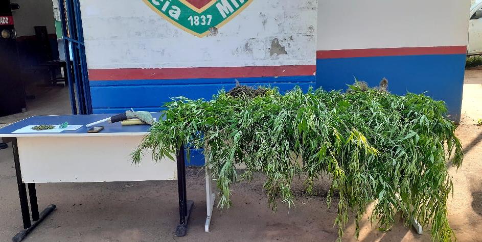 Dupla é presa com pés de maconha e arma caseira no Amazonas 