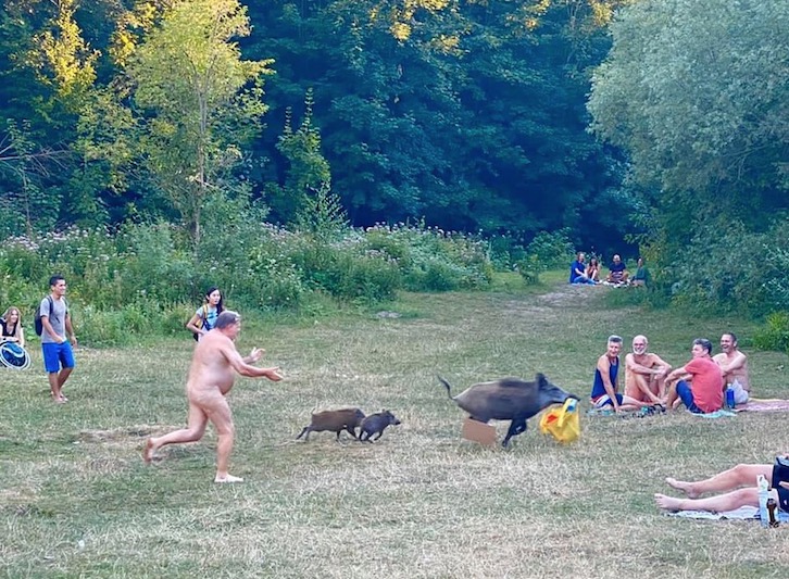 Cena inusitada! Javali é perseguido por nudista após roubar notebook 