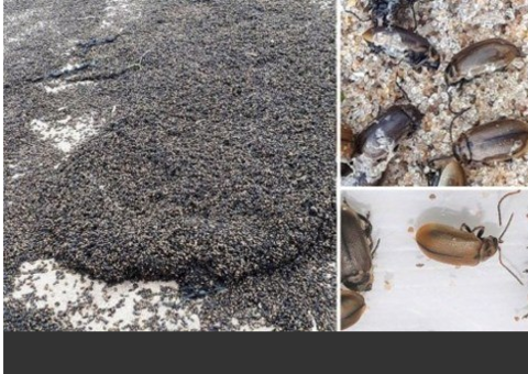 'Corrente' de insetos invade praia e causa pânico em banhistas