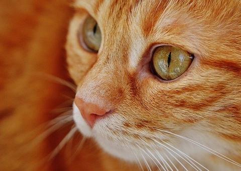 Tipos de gatos que mais combinam com cada signo; descubra