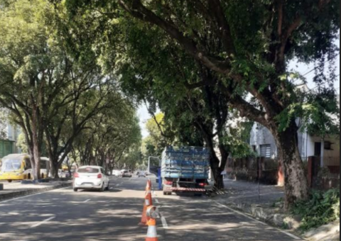 Manejo de arborização é reforçado em Manaus