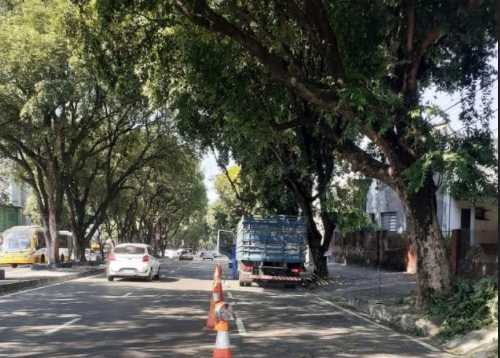 Manejo de arborização é reforçado em Manaus