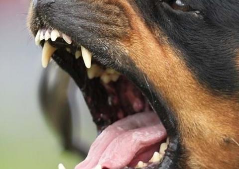 Criança morre após ataque de rottweiler no trabalho dos pais