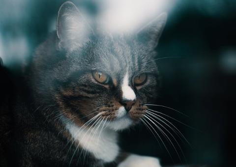 Gato mia só para humanos? Confira segredos sobre felinos