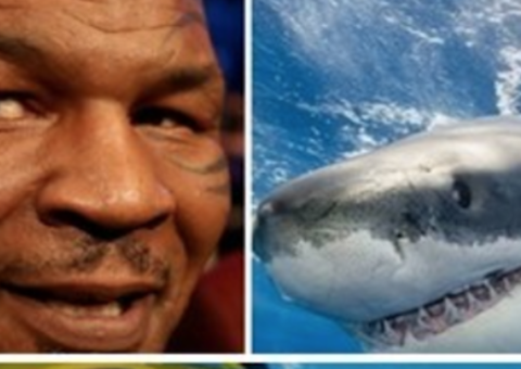 Mike Tyson choca seguidores ao imobilizar tubarão com as próprias mãos; assista