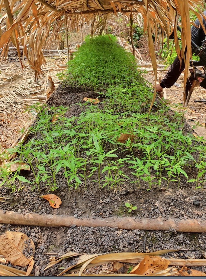Polícia encontra plantações de maconha em Nova Olinda do Norte 