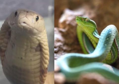 Naja e Víbora-verde estão de ‘malas prontas’ para o Butantan 