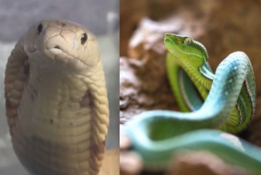 Naja e Víbora-verde estão de ‘malas prontas’ para o Butantan 