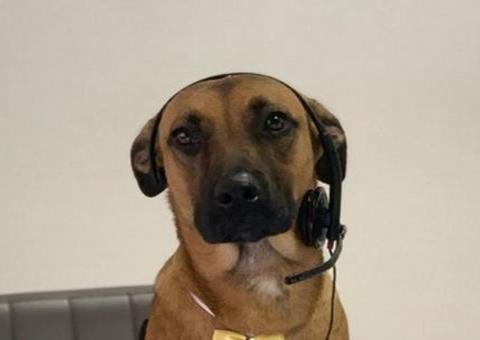 Cão viraliza na web ao ser contratado por loja de carros