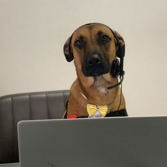 Cão viraliza na web ao ser contratado por loja de carros